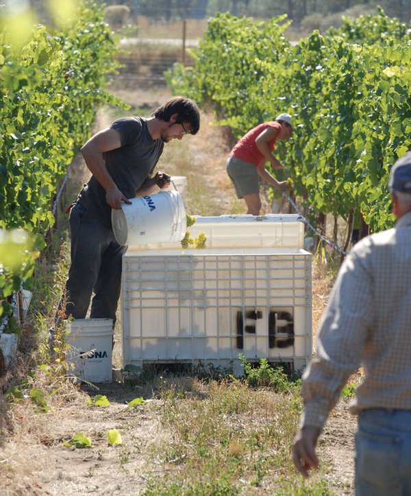 Grape picking at Fort Berens Estate Winery.