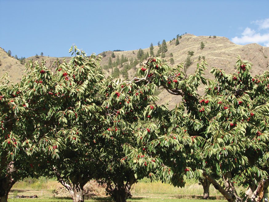 Cherry trees in Keremeos