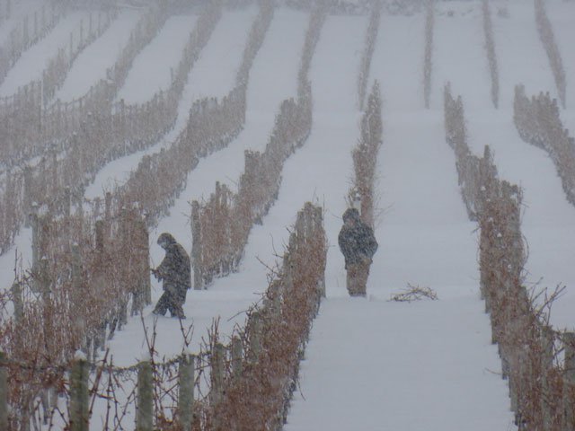 Pruning in the Snow