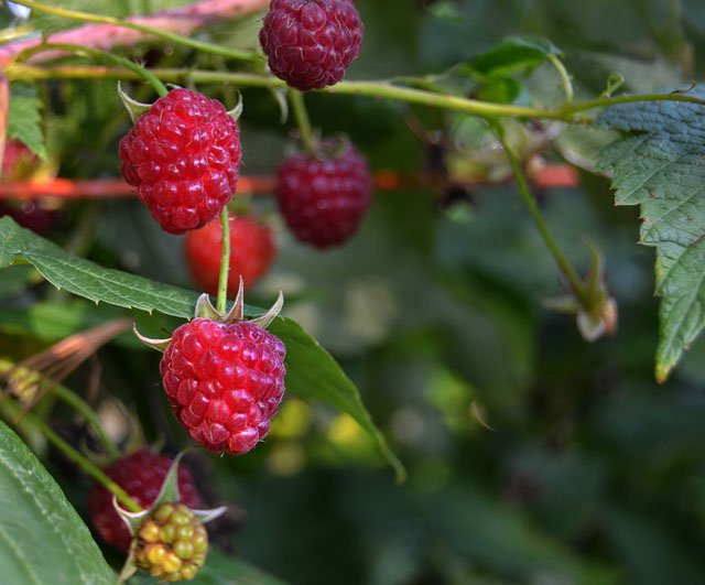 raspberries-growing.jpg