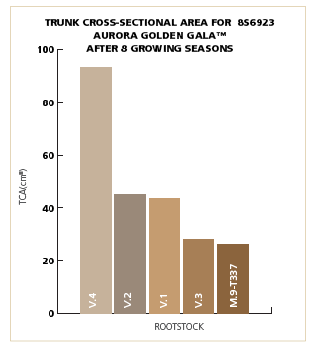 Trunk Cross-section Aurora Golden Gala