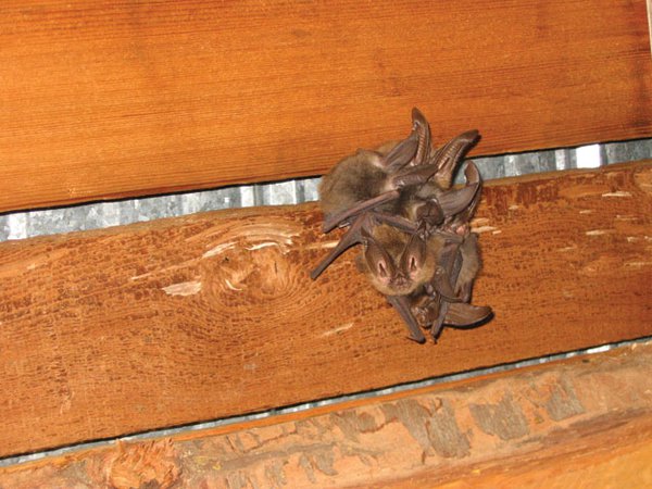 Townsend's Bats