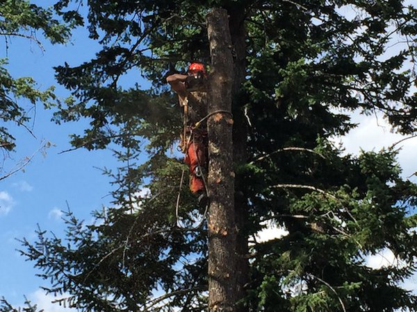 Busy Beaver Tree Service Cutting