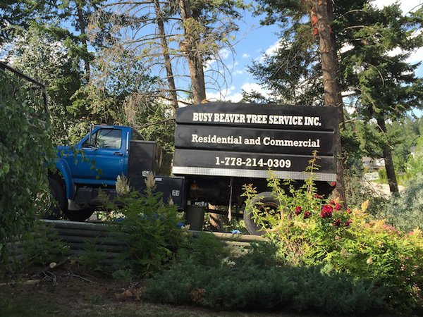 Busy Beaver Tree Service full cleanup