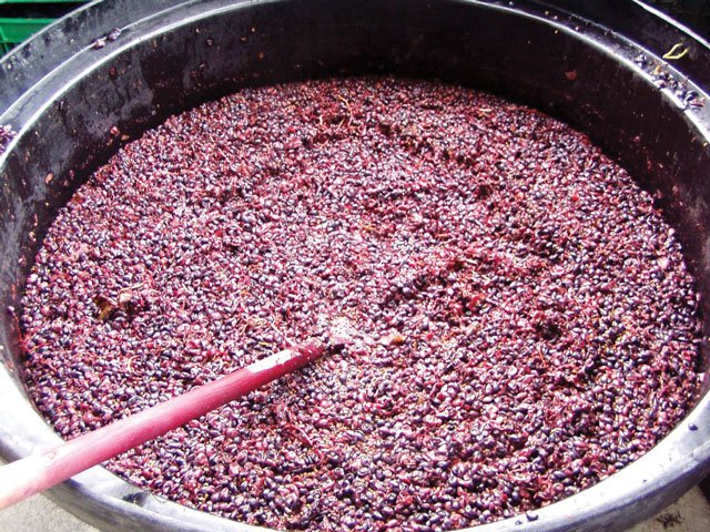 Fermenting Red Grapes