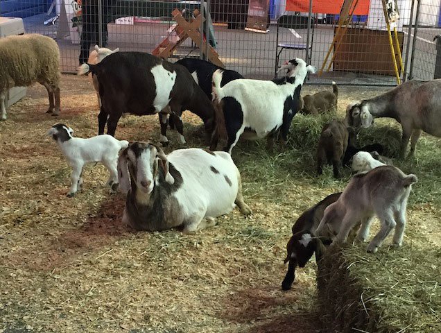 Goats at the Petting Zoo