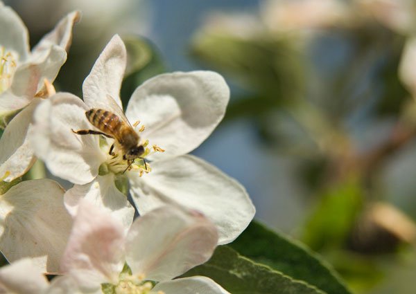Bee on Apple Blossom