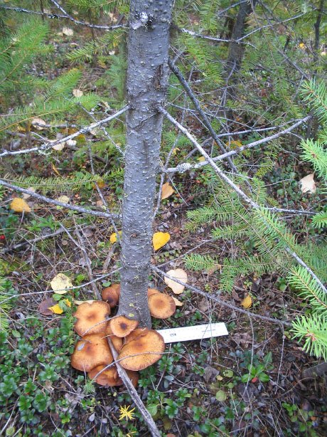 Ostoyoae Mushrooms at the base of a dead fir.