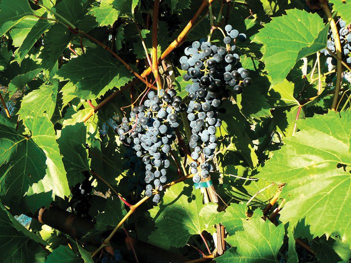 Frontenac Grapes