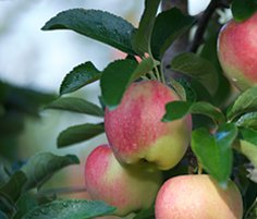 BC Tree Fruits apple
