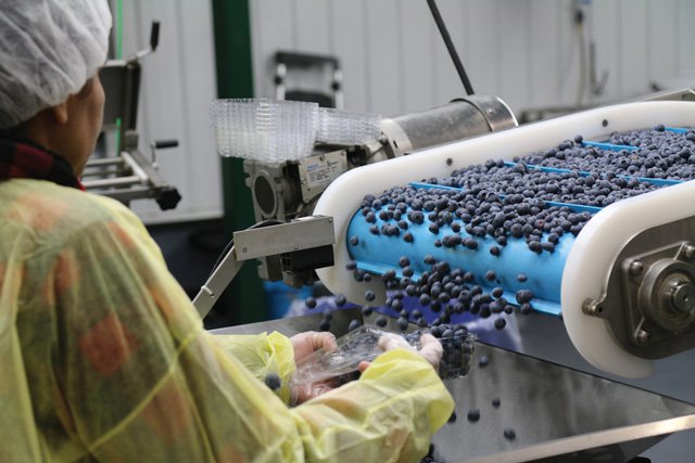 BC's Fresh Blueberries Now Being Welcomed In A Big Market ...