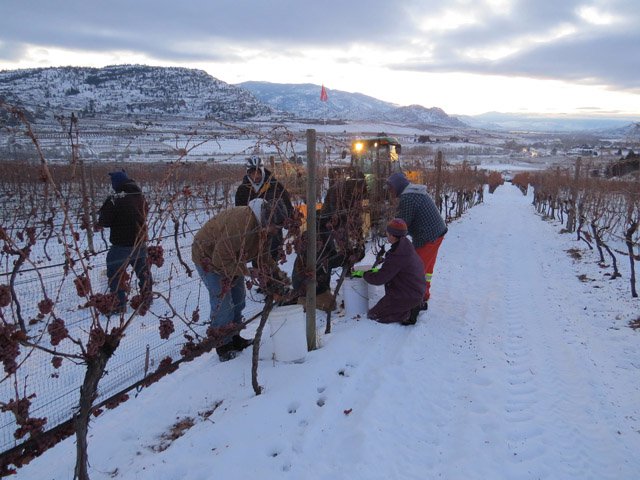 Inniskillin Icewine Harvest - Dark Horse Vineyard