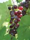Table Grapes Red