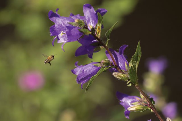 Bee on bellflower