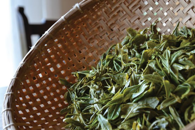 Fresh Steamed Leaves