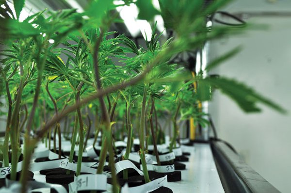 Marijuana clones at a Licensed Producer in Canada.
