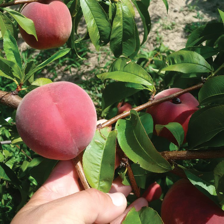Peaches from Vineland Research Station