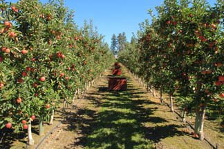Okanagan Orchard