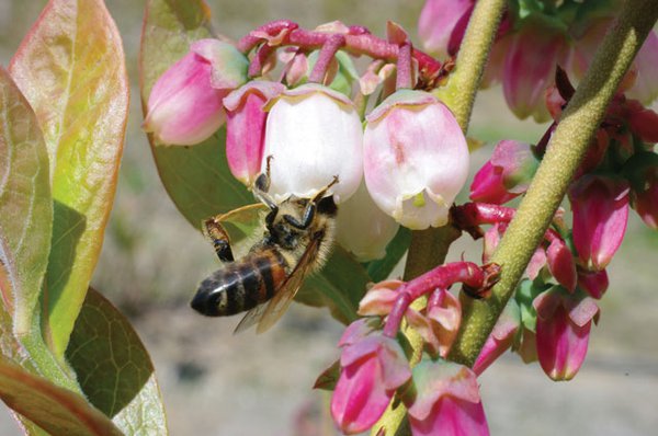 Bees on blueberry