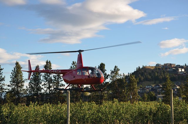 Helicopter flies above cherry orchard.