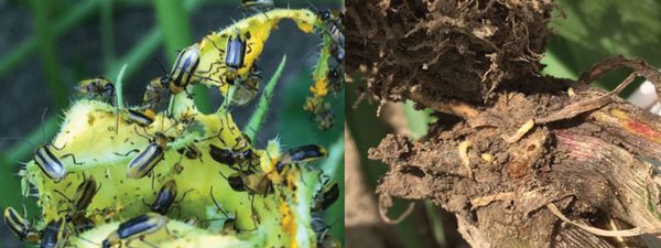 Western Corn Rootworm adult beetles and larvae