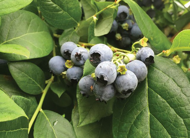 SWD damage on blueberries.