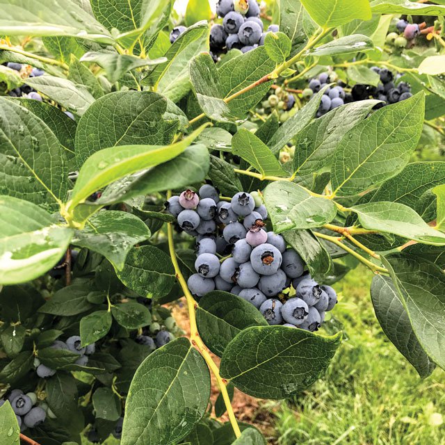 BC Blueberries Lead In BC Food And Beverage Record Year ...