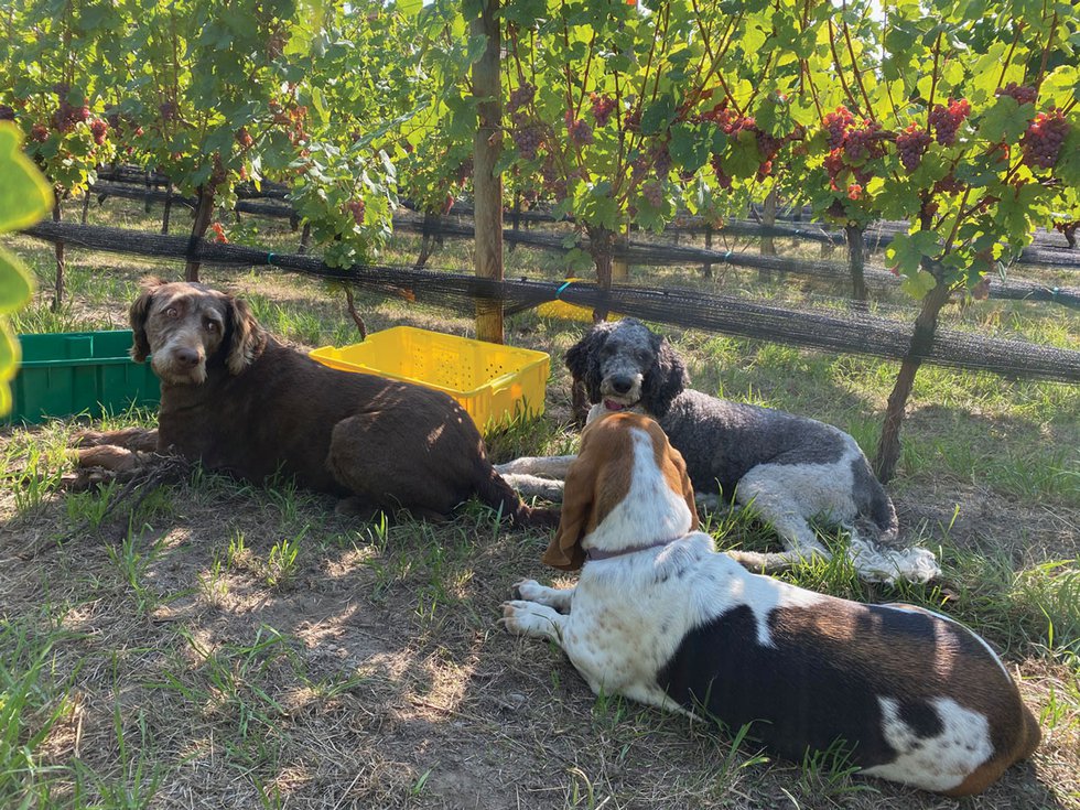 Dogs at harvest