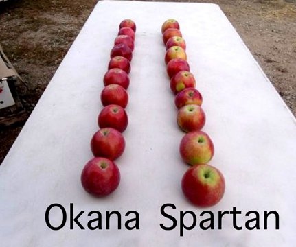 Okana Apples