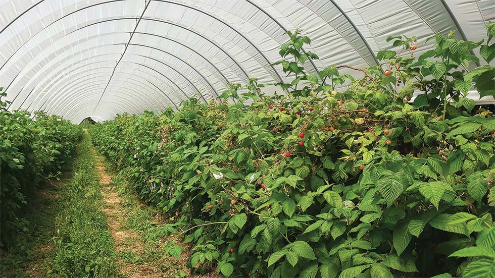 Berry tunnel