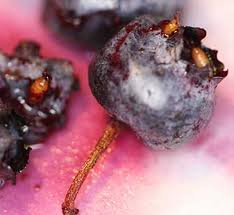 Blueberries damaged by Spotted Wing Drosophila