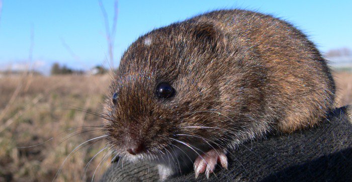 The dreaded Townsend Vole