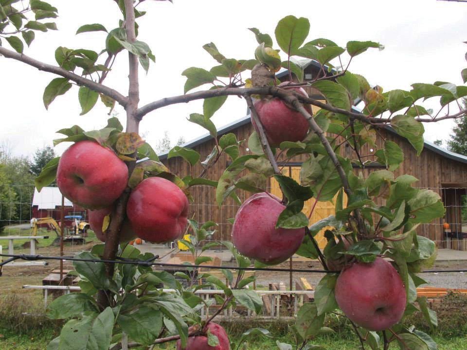 Ravenskill Heritage Apples