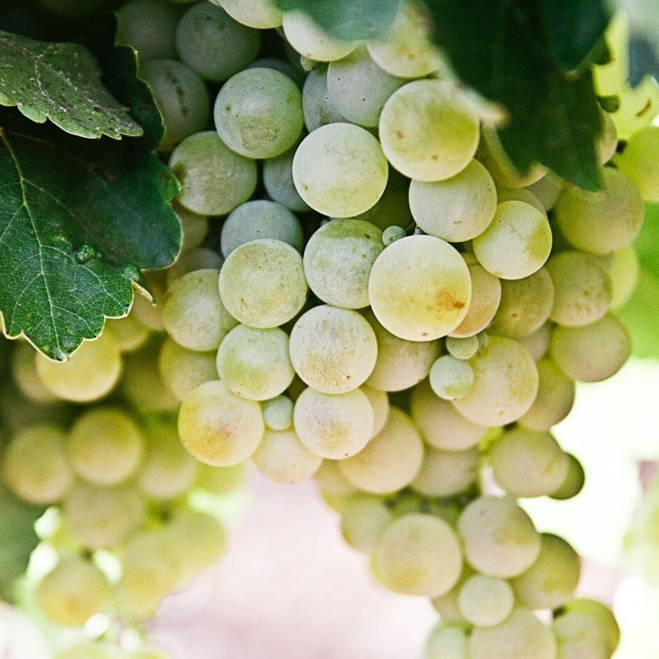 White-Wine-Grapes--2