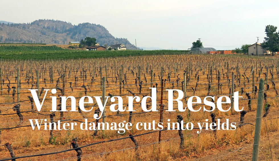 vineyard-reset-winter-damage-okanagan-grapes.jpg