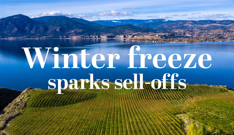 bc-wine-winter-freeze-sparks-sell-offs.jpg