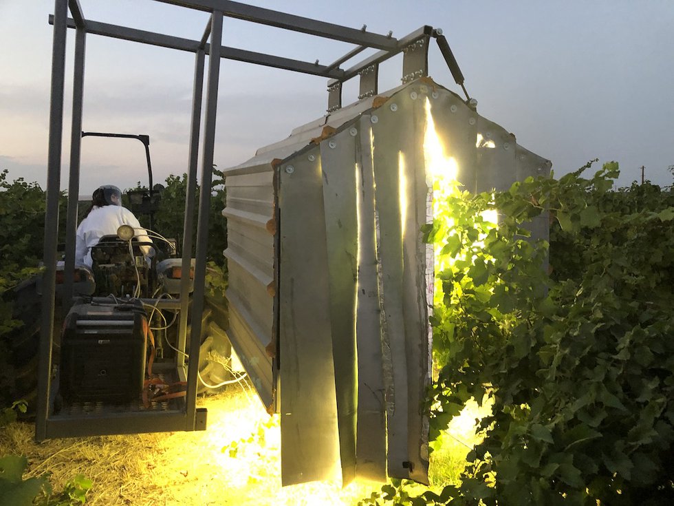 UV-light-vineyard.JPG