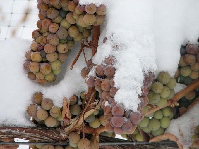 Sweet Grapes in the Snow