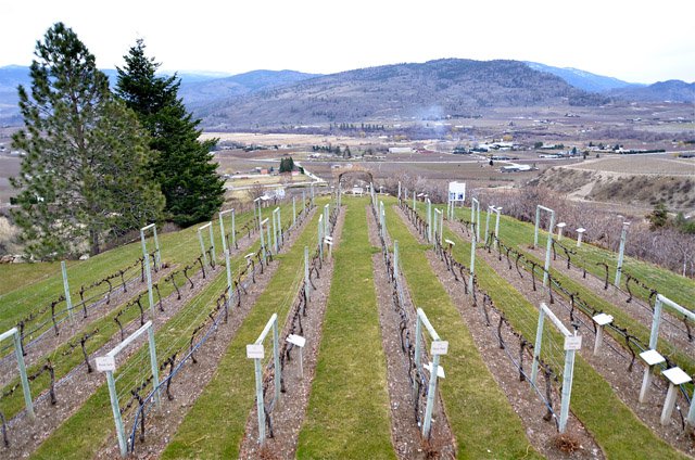 Tinhorn Creek Winery Educational Vineyard 