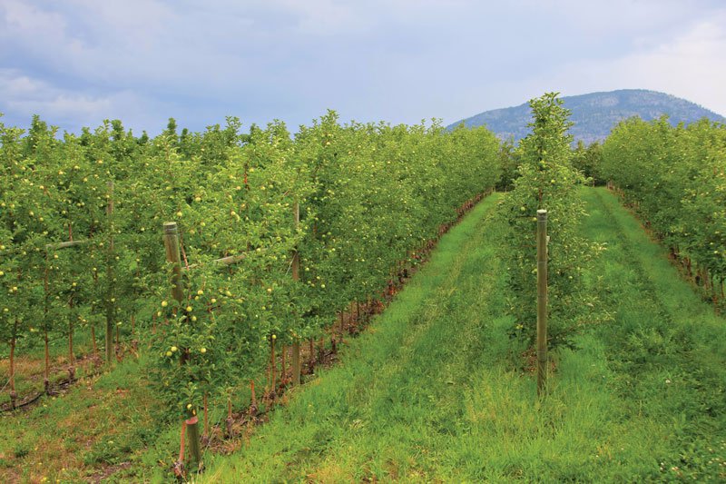 Orchard in Osoyoos