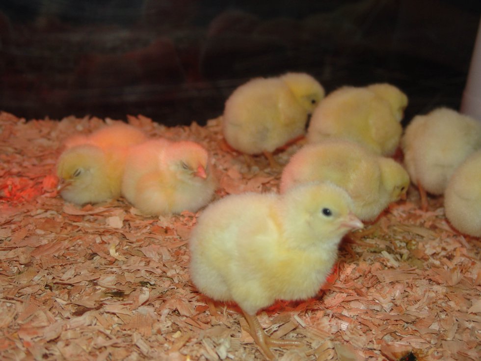 Pacific Ag Show chicks