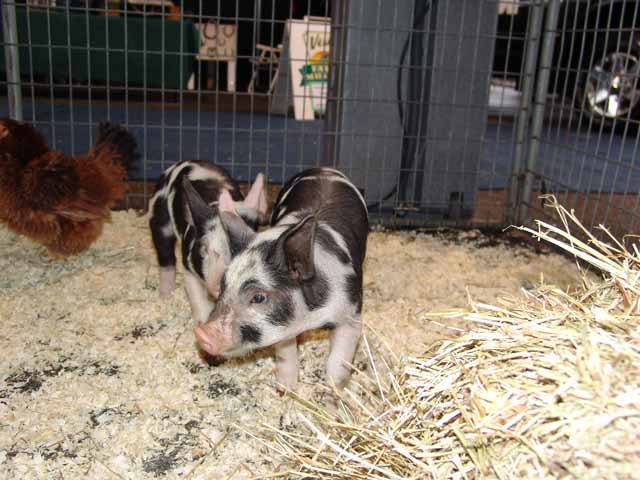 Pacific Ag Show pigs.jpg